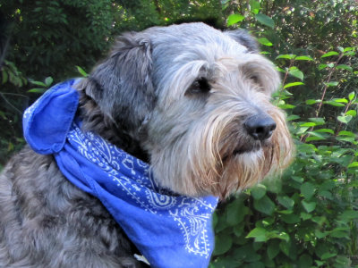 Dog rescued from desert island with Nutmeg