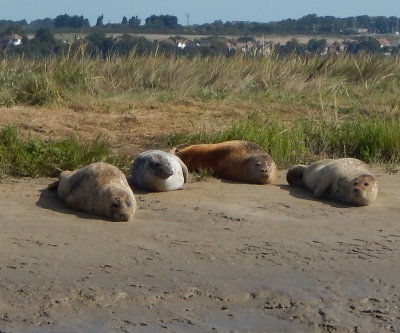 Seal Watch on the River Stour with my posh Sandwich friends