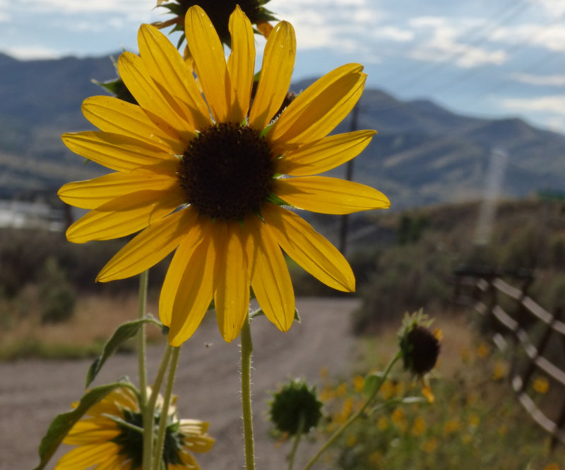 Sunflowers along Chinese Peak Trail near the trailhead P1000133.jpg