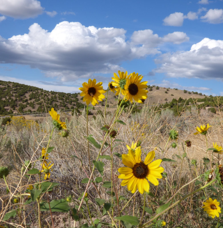 Sunflowers on the Chinese Peak Trail P1000126.jpg