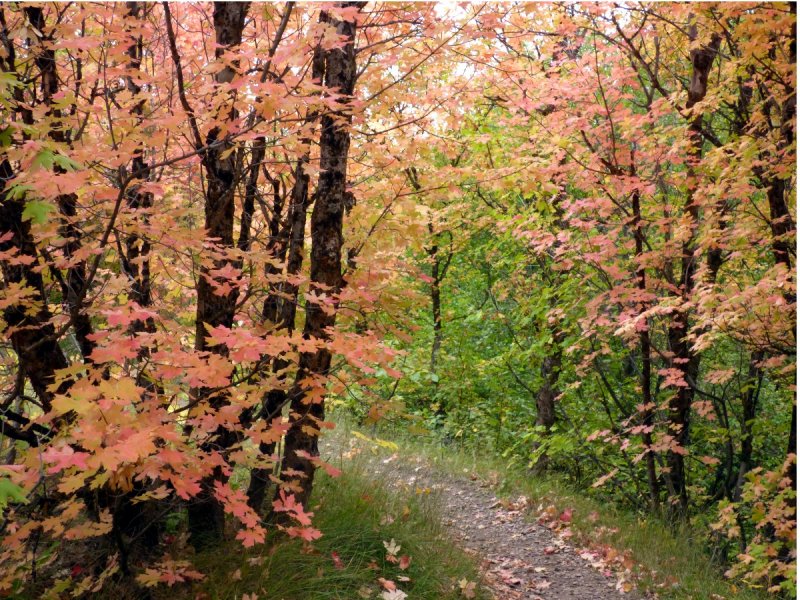 fall foliage at city creek pocatello P1000574.JPG