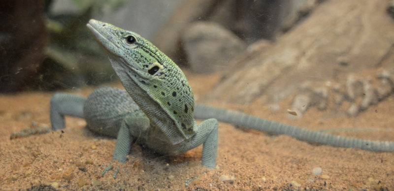 Green Monitor Lizard _DSC3214.JPG