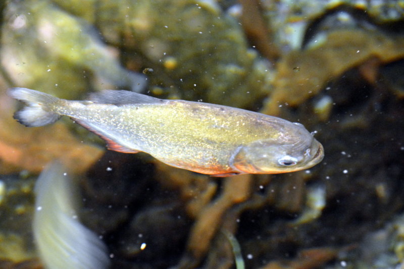 piranha _DSC3200.JPG