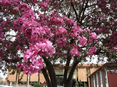 Tree Blooms and Library.jpg