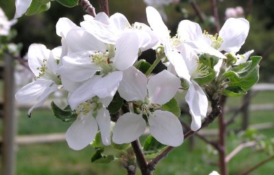Apple blossoms P1010105.jpg