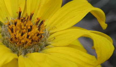 Arrowleaf Balsamroot Pocatello Idaho May 2013 028.JPG