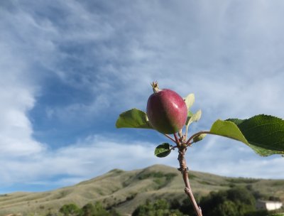 Developing apple in front of Chinese Peak Pocatello DSCF7911.JPG