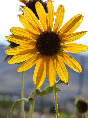 Sunflower on Chinese Peak Trail P1000139.jpg