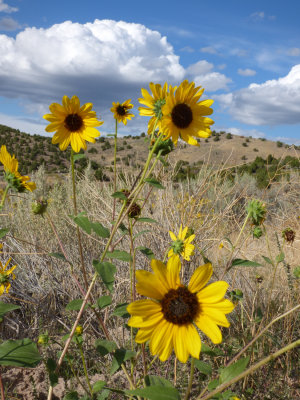 Sunflowers on Chinese Peak Trail P1000096.jpg