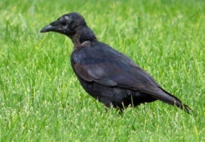 ISU Crow P1000179.jpg