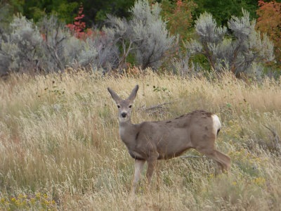 Mule Deer at Gibson Jack with Turning Leaves in the Early Autumn P1000378.jpg