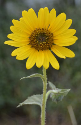 sunflower new Sigma lens_DSC2854.JPG