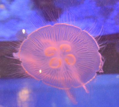 Jellyfish _DSC3396.JPG