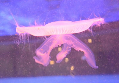Jellyfish at Shark Reef Las Vegas _DSC3413.JPG