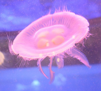 Jellyfish at Shark Reef Las Vegas _DSC3418.JPG