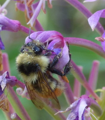 Bee on Fireweed West Fork Mink Creek Trail 31 July 2014 P1020522.JPG