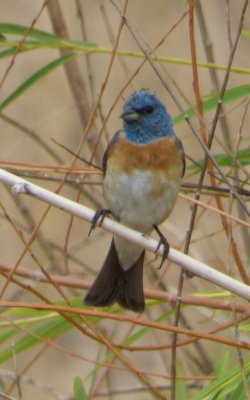 Lazuli Bunting P1020412.JPG