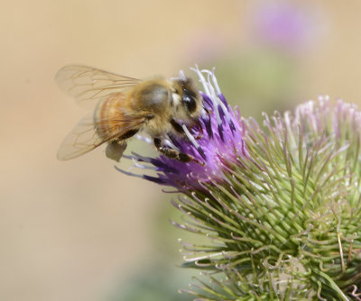 Bee on Thistle _DSC3585.JPG