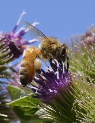Bee on Thistle _DSC3679.JPG