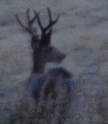 deer after sundown _DSC3560.JPG