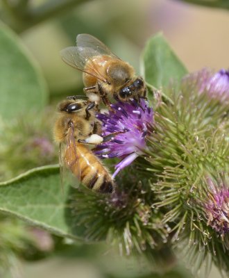 Two bees on thistle _DSC3760.JPG