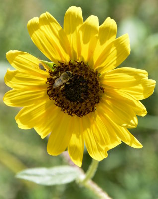 Wild Sunflower with Insects _DSC3963.JPG