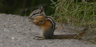 Chipmunk on Scout Mountain _DSC4079.JPG