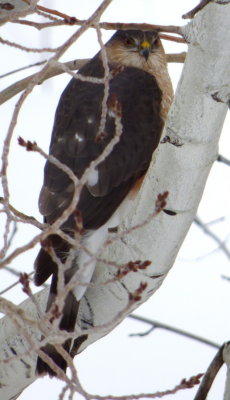 hawk in an aspen tree showing front of face P1030095.JPG