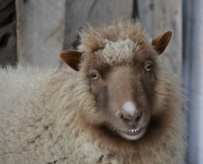 McKees Sheep at Christmas Time _DSC5256.JPG