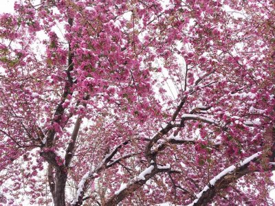 R5 Parking Lot Tree.jpg