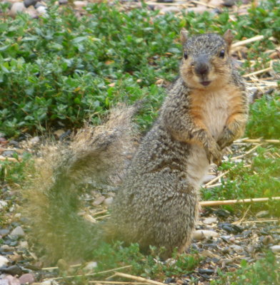 Fox Squirrel P1030501.JPG