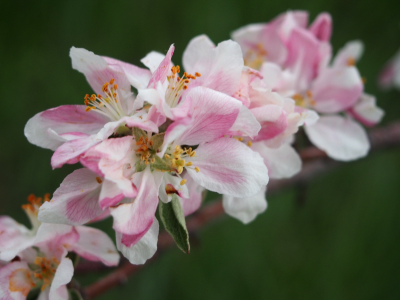Apple Blossoms smallfile P5060072.png