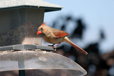 Cardinals