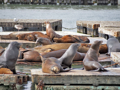 Pier 39