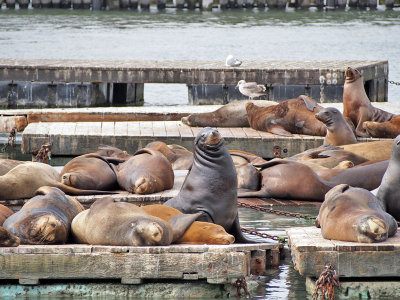 Pier 39
