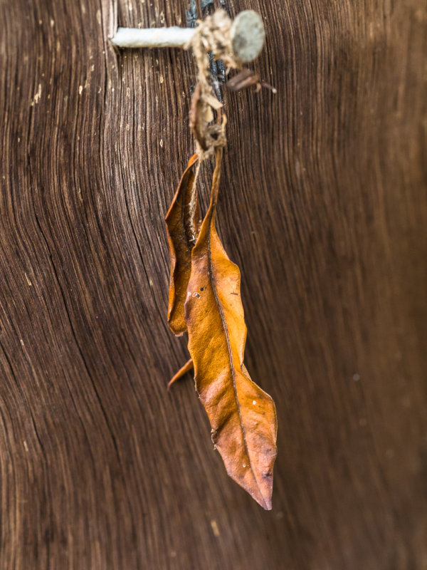 Montsalvat - Fauna & Nature