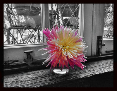 Flower on the window still