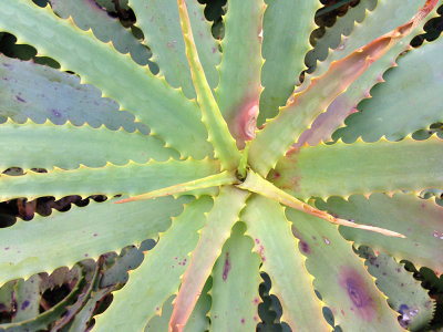some kind of spiny bromeliad