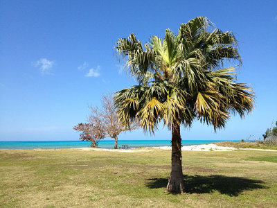 palm tree, Somerset Long Bay
