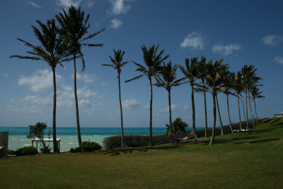 palm line up, Cambridge Beaches