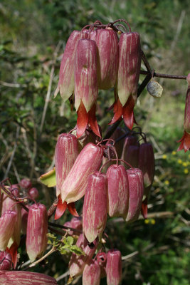 floppers (Bryophyllum pinnatum)