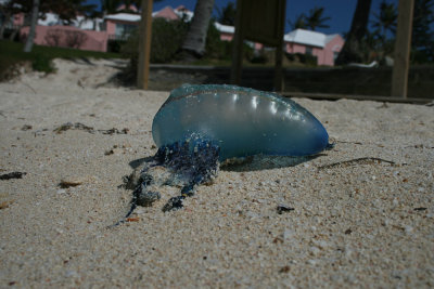 dessicated, baby Portuguese Man O' War