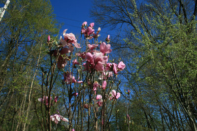young magnolia
