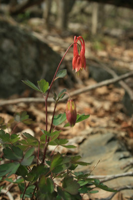 ... but it looks like a wild bleeding heart