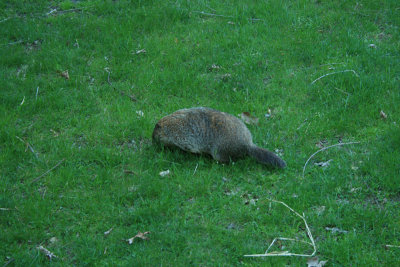 woodchucks have very little fear of humans there