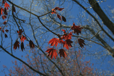 young red maple leaves