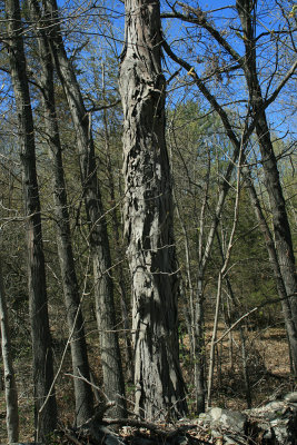 shagbark hickory tree