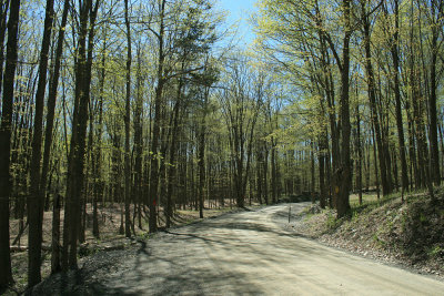 spring in progress, along Kansas Road