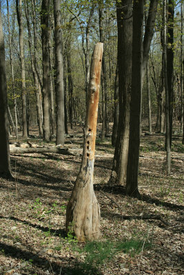 woodpecker work, Kansas Road