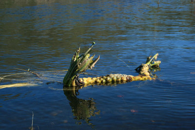 What is this?! Some kind of dragon water lily?